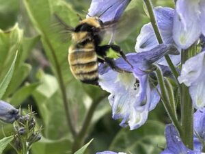 bee on a flower