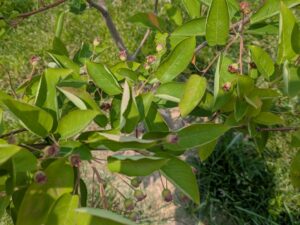The Serviceberry